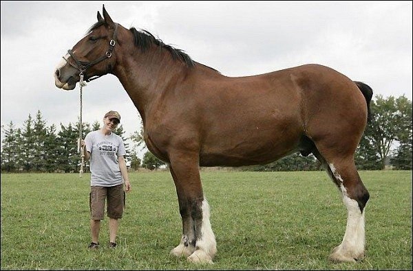 6 футов и 6 дюймов – такой рост имеет наибольший конь во всем мире.