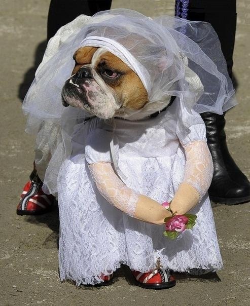 Вот такие бывают невесты :)
