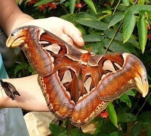 Самая большая бабочка в мире – Attacus Atlas. Рамах ее крыльев достигает 30 сантиметров.