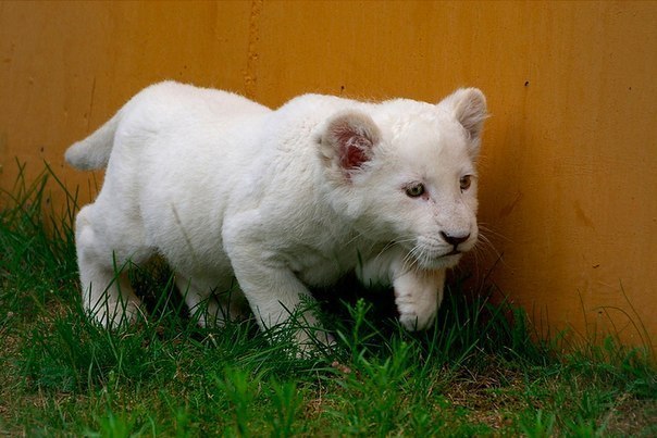 Вот это чудо природы – лев-альбинос – находится на грани исчезновения. В мире их осталось всего пара сотен.