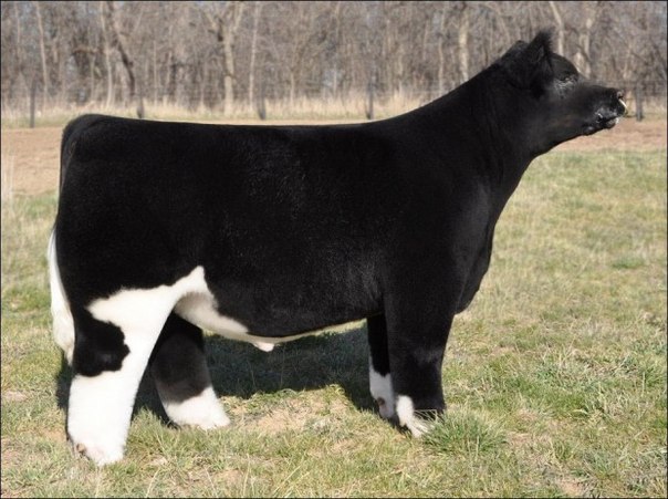 Вот такую пушистую безрогую породу коров разводят на ферме Лотнера (Lautner farms) в американском штате Айова. Животные разводятся на продажу (цены варьируется от 5 до нескольких десятков тыс. долларов) и часто побеждают на различных выставках.