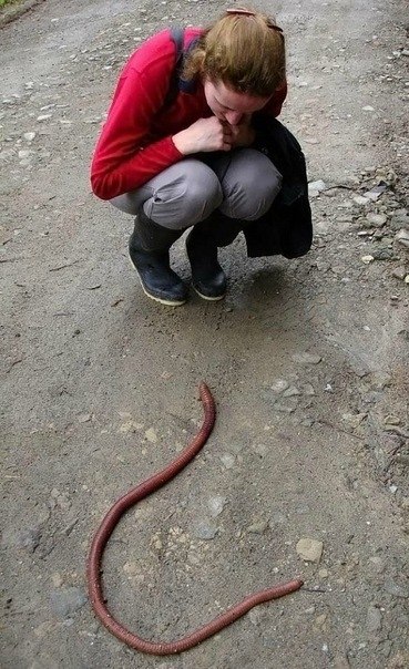 Самый большой "дождевой червь" нашли в Первоуральске около поселка 'Березка. его длина составляет 1 метр 4 см. Сколько рыбы то на него можно поймать)