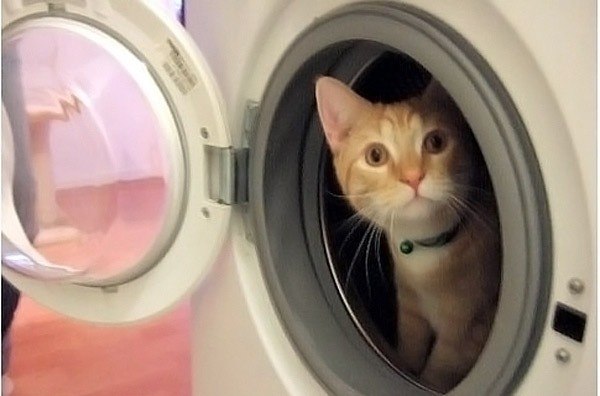 В Голландии кот выжил после получасовой стирки в стиральной машине.