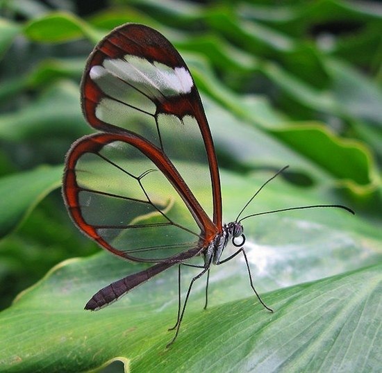 прозрачная бабочка.