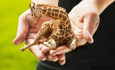 Самый маленький жираф