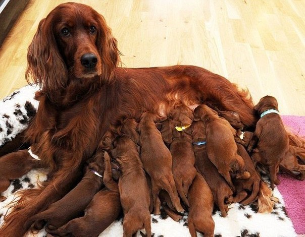 15 щенков от мамы Роми