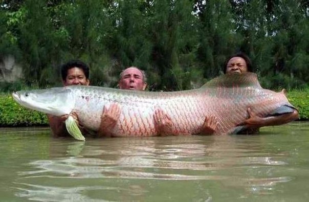 Арапайма один из самых больших пресноводных рыб. Отдельные экземпляры достигают 3 метров в длину и весят 200 килограммов.