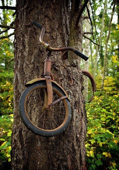 Мальчик оставил свой велосипед прикованным к дереву когда уходил на войну в 1914 году. Он не вернулся, и дереву не оставалось ничего другого, как расти вокруг велосипеда. Невероятно, но этот велосипед находится там уже 98 лет!