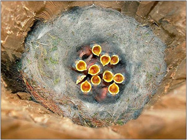 Синица кормит своих птенцов 1000 раз в сутки.