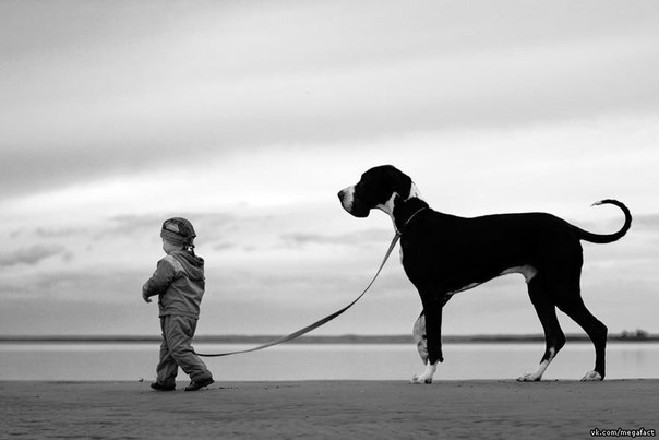 Девочка выгуливает самую большую собаку.
