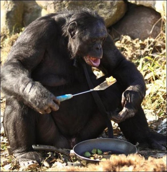 Первая в мире обезьяна, которая умеет готовить еду на костре
