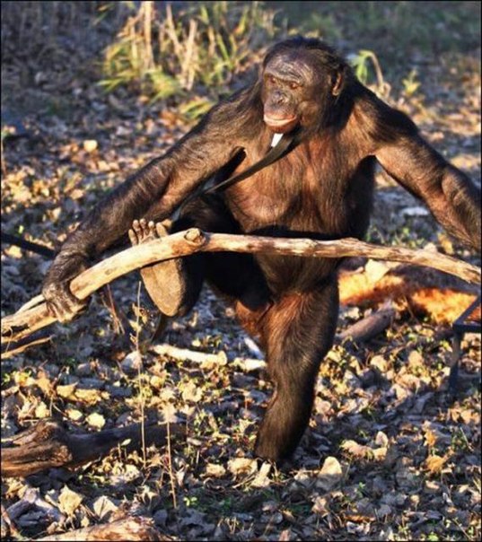 Первая в мире обезьяна, которая умеет готовить еду на костре