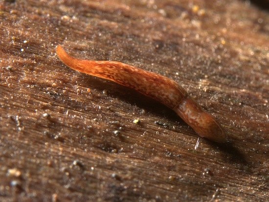 Английские биологи обнаружили червя с 60 глазами