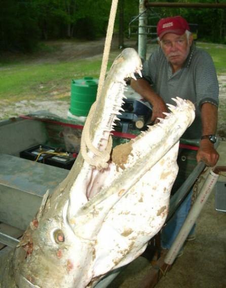 Эту рыбу легко можно спутать с Аллигатором. Называется она Аллигатор Гар, ее вес может достигать 166 кг и она может прожить без воды целых 2 часа.