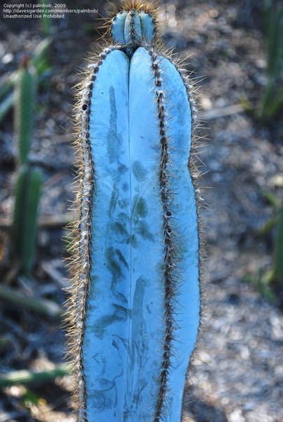 А вы знали, что существуют голубые кактусы? Собственной персоной - Голубой кактус Pilosocereus magnificus