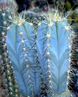 А вы знали, что существуют голубые кактусы? Собственной персоной - Голубой кактус Pilosocereus magnificus