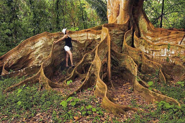 Удивительное дерево в Коста-Рике