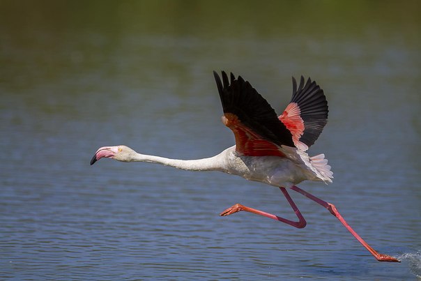 Бегущий фламинго