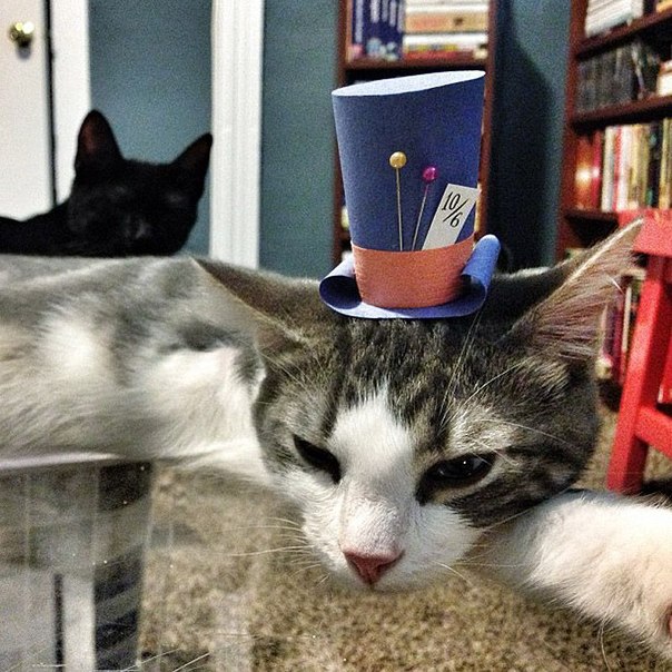 Котики в шапочках
