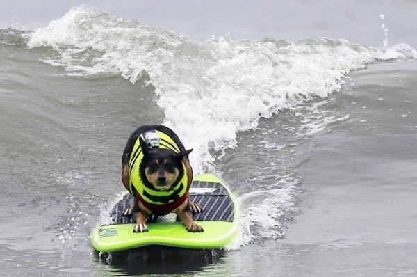 Австралийский пес Эбби Юай установил рекорд, проплыв на доске для серфинга целых 60 метров.