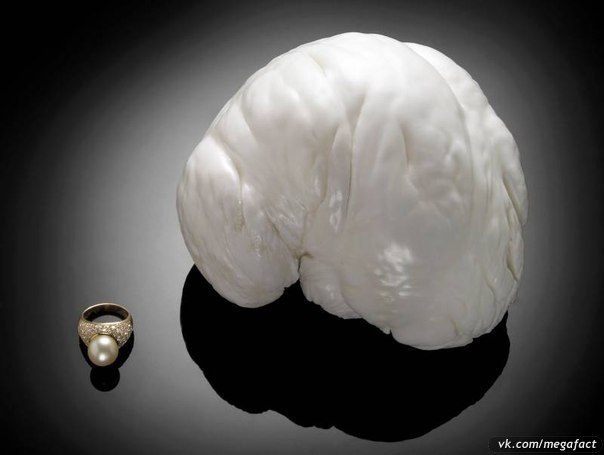 Жемчужина «Аллаха» является обладательницей самой невероятной формы. Она напоминает человеческий мозг. Ее вес составил более 6 кг. А стоимость оценивали в суммы более $40 млн.