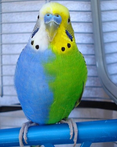 Сине-зеленый волнистый попугайчик. Редкое сочетание.