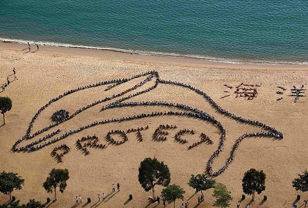 Около восьми сотен школьников и учителей построились в форме дельфина, английского слова «Защищать» и китайских иероглифов, обозначающих «Океан» в бухте Репалс в Гонконге.