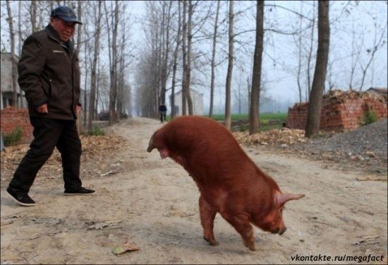 Свинья без задних ног научилась ходить на передних.