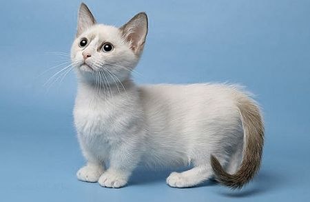 Манчкин - порода кошек с непривычно короткими лапами