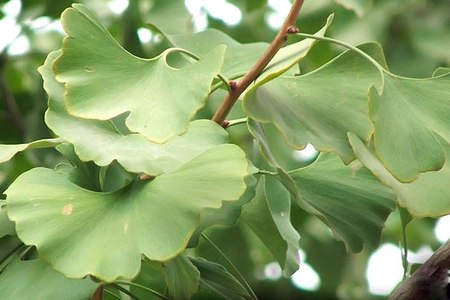 Самое древнее ныне растущее дерево – это гинко, произрастающий в китайской провинции Чжэцзян. Этот вид возник еще в юрский период, около 160 млн. лет назад. В Японии гинко называется «Серебряным абрикосом».