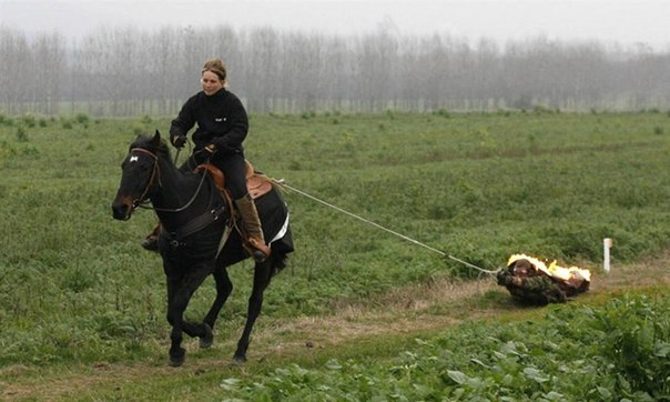 Халапи Роланд из Венгрии установил 12 ноября 2008 года необычный рекорд: лошадь протащила горящего Роланда 472,8 метров.