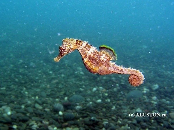 Морской конек – единственный вид животных, самцы которого беременеют и рожают.