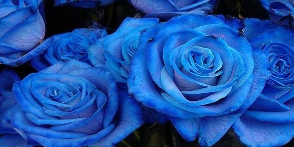 Синие розы, на самом деле, существуют. Это скрещенные гены белой или чёрной розы с анютиными глазками.