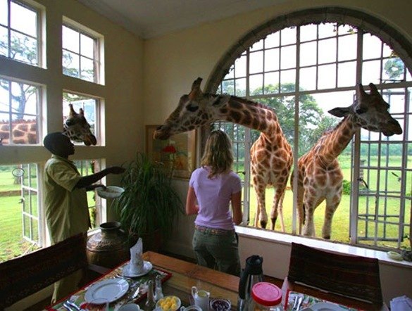 В Кении, на территории питомника для жирафов есть 