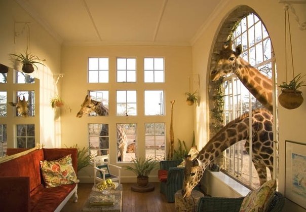 В Кении, на территории питомника для жирафов есть 