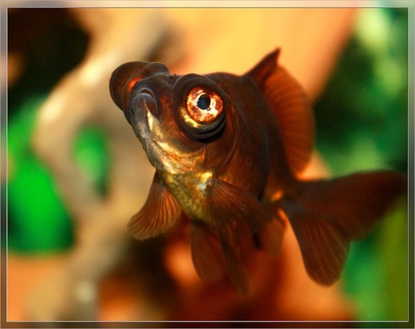 Самая эмоциональная рыбка - Телескоп