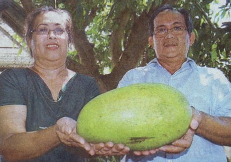 Самый большой манго