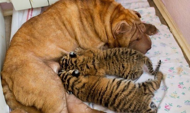 Эти тигрята родились в конце мая в зоопарке Сочи. К сожалению, мать-тигрица отказалась заботиться о малышах, однако собака-шарпей по кличке Клеопатра с радостью стала для них новой мамой.