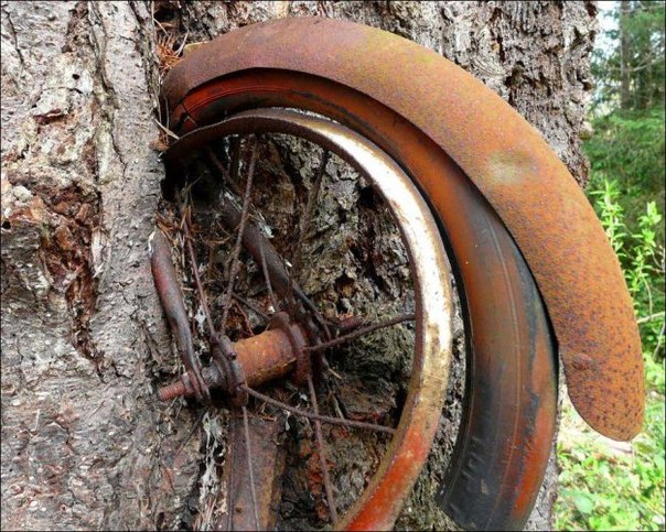 По одной из легенд этот велосипед был привязан к дереву с 1914. Сейчас он популярная достопримечательность острова Вашон в штате Вашингтон.