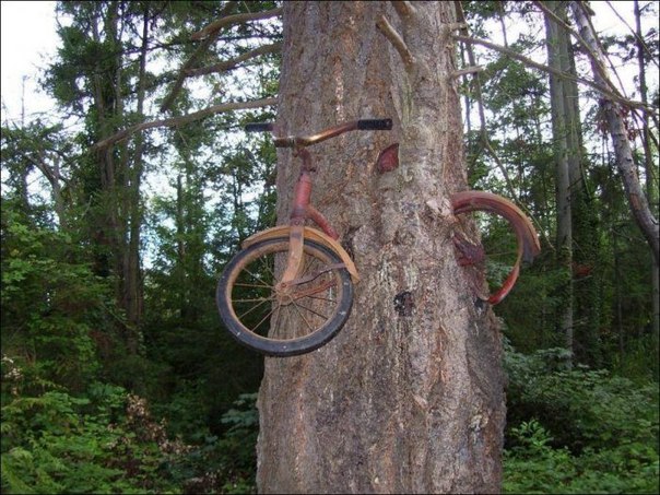 По одной из легенд этот велосипед был привязан к дереву с 1914. Сейчас он популярная достопримечательность острова Вашон в штате Вашингтон.