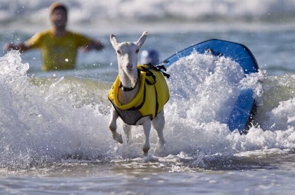 А Вы знали, что в Калифорнии живет коза, которая обожает сёрфинг. Она смело встаёт на доску и покоряет волны вместе со своим хозяином.