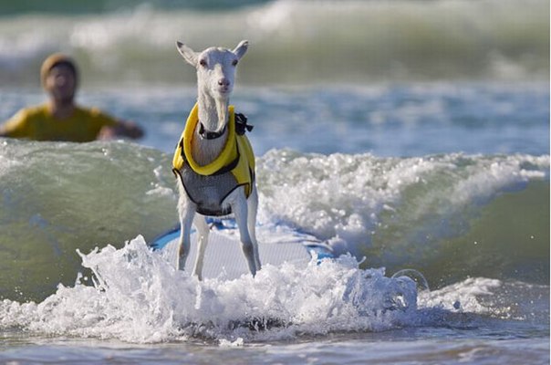 А Вы знали, что в Калифорнии живет коза, которая обожает сёрфинг. Она смело встаёт на доску и покоряет волны вместе со своим хозяином.
