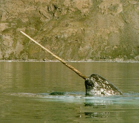 Нарвал - млекопитающее семейства нарваловых, единственный вид рода нарвалов. Это один из видов белого кита. Самой заметной характеристикой нарвала-самца является их единственный длинный бивень, идущий из левой стороны верхней челюсти и образующий спираль. Бивень может достигать 3 метра в длину и весить 10 кг. Из 500 нарвалов-самцов один имеет 2 бивня. Считается, что бивень позволяет нарвалу ощущать изменение давления, температуры и относительной концентрации взвешенных частиц в воде.