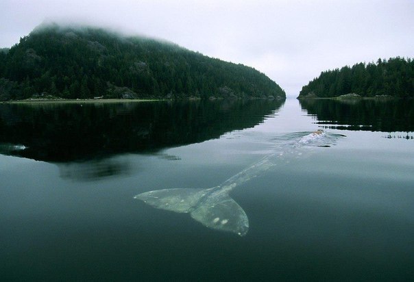 Это - 52-х герцовый кит. Свое имя он получил из-за частоты в 51,75 Герц на которой он издает свои сигналы. 