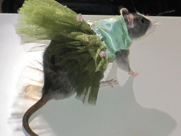 Крысиный показ мод в Нью-Йорке
