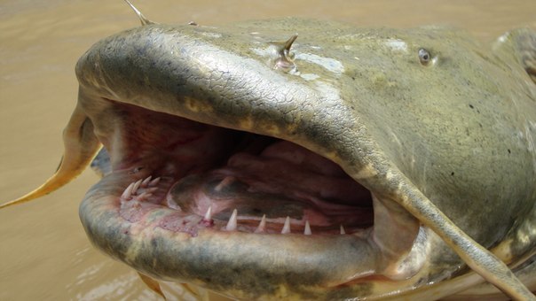 В украинской реке Припять поймали рыбу-мутанта, которая убивала людей. Длиной она достигала почти двух метров.