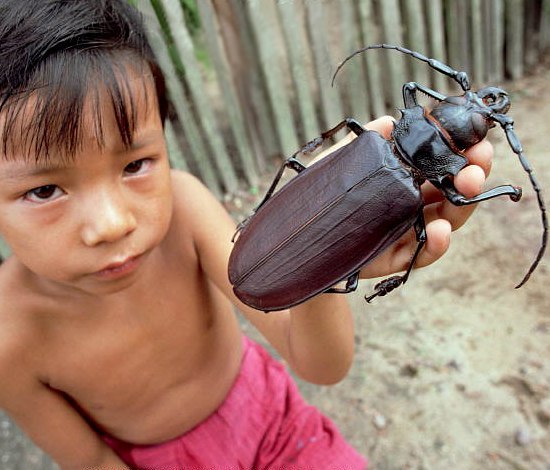 Существует около 400 тыс. известных видов жуков. Размеры самого крупного, жука-титана, могут достигать 17 см.
