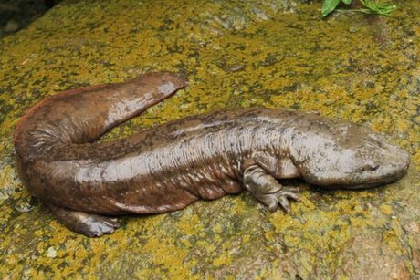 Самая большая саламандра