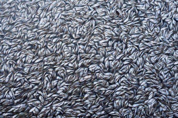 Массовая гибель рыбы в лагуне Родриго.