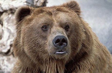 Самый крупный медведь